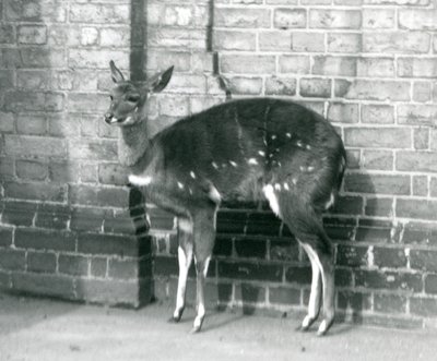 A Female Imbabala Cape Bushbuck Standing Against a Wall at London Zoo by Frederick William Bond