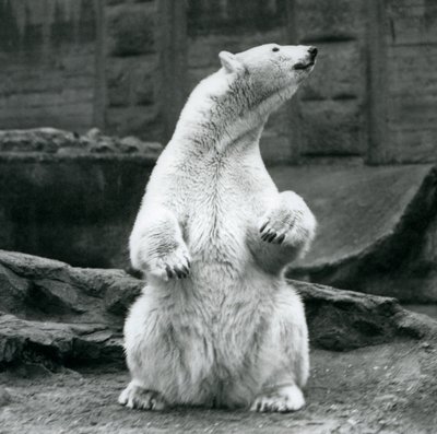 A female Polar Bear sitting on her haunches on the Mappin Terraces at London Zoo in September 1928 by Frederick William Bond