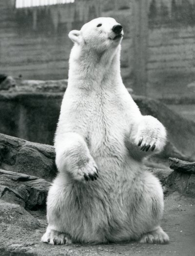 A female Polar Bear sitting on her haunches on the Mappin Terraces at London Zoo in September 1928 by Frederick William Bond