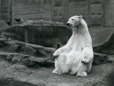 A female Polar Bear sitting on her haunches on the Mappin Terraces at London Zoo in September 1928 by Frederick William Bond