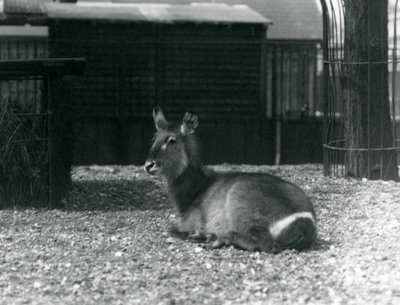 A female Waterbuck sitting in her enclosure at London Zoo, June 1924 by Frederick William Bond