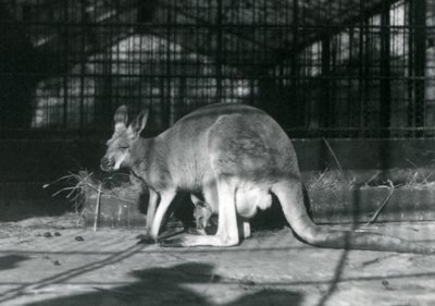 Red Kangaroo with Joey at London Zoo, 1922 by Frederick William Bond
