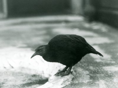 A flightless Weka at London Zoo in 1927 by Frederick William Bond