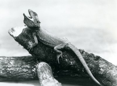 A gaping Bearded Dragon holding on to a log, London Zoo, August 1928 by Frederick William Bond
