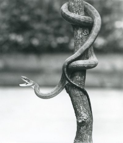 A Gaping Texas Rat Snake Coiled Around a Vertical Branch at London Zoo in August 1928 by Frederick William Bond
