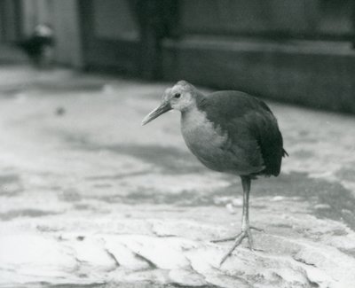 A Grey-Necked Wood Rail or Grey-Cowled Wood Rail (Aramides Cajaneus) Standing on One Leg at London Zoo by Frederick William Bond