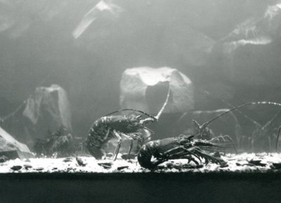 Crayfish at London Zoo, March 1925 by Frederick William Bond