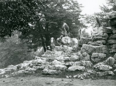 A group of five Marabou Stork standing on rocks in the Antelope Paddock at London Zoo in 1928 by Frederick William Bond