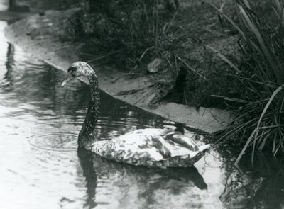 A Hybrid Swan, Mute x Black, Swimming in a Pond at London Zoo by Frederick William Bond
