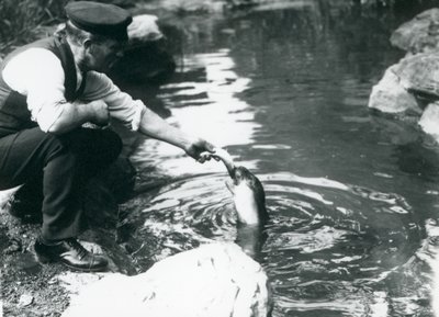 A keeper feeding fish to a young Hooded Seal in its pool at London Zoo, June 1914 by Frederick William Bond