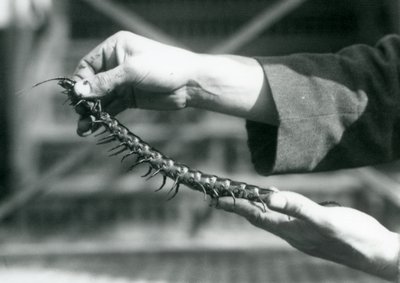 A keeper holding a Giant Centipede in his hands, London Zoo, 1927 by Frederick William Bond