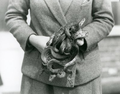 A keeper holding a knot of young Royal or Ball Python at London Zoo in 1931 by Frederick William Bond