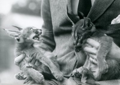 A keeper holding a pair of Caracal kittens on his lap, London Zoo by Frederick William Bond