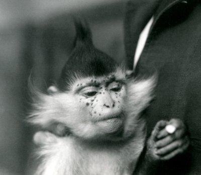A Keeper Holds Freckles, a Black Crested or Congo Mangabey, London Zoo, 1924 by Frederick William Bond