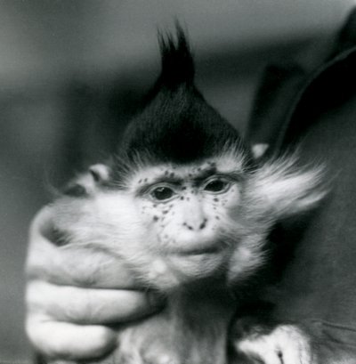 A Keeper Holds Freckles, a Black Crested or Congo Mangabey, London Zoo, 1924 by Frederick William Bond