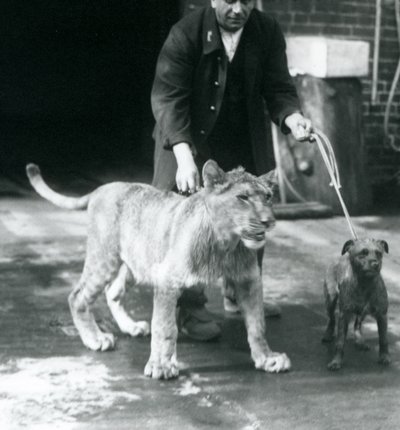 A keeper taking a dog and young lion for a walk, London Zoo, August 1925 by Frederick William Bond