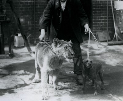A keeper taking an Irish Terrier and young Lion for a walk on leads, London Zoo, September 1925 by Frederick William Bond