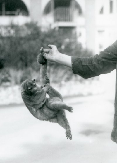 Kinkajou at London Zoo, September 1925 by Frederick William Bond