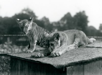 A lion and tiger cub sit together on the roof of their den, London Zoo, September 1925 by Frederick William Bond