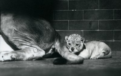 A lion cub lies down behind its mother