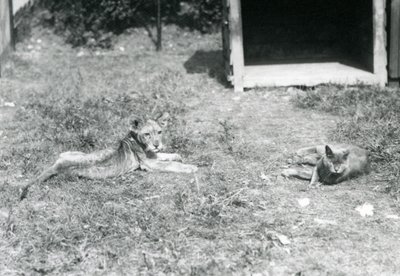 Lion Cub with Domestic Cat at London Zoo, July 1925 by Frederick William Bond
