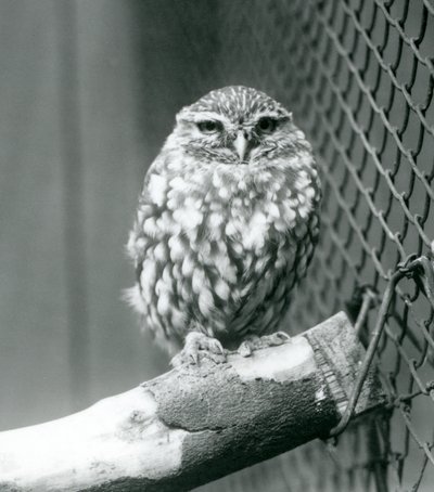 A little owl sitting on a branch next to the wire netting of its enclosure, London Zoo, November 1925 by Frederick William Bond