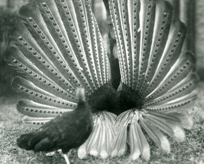 A male Argus Pheasant Great Argus courtship display, with a female standing beside him, London Zoo, January 1926 by Frederick William Bond