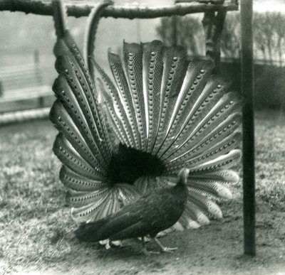 A male Argus Pheasant Great Argus courtship display, with a female standing beside him, London Zoo, January 1926 by Frederick William Bond