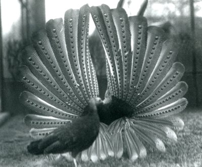 A male Argus Pheasant Great Argus courtship display, with a female standing beside him, London Zoo, January 1926 by Frederick William Bond
