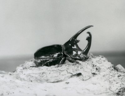 A Male Atlas Beetle Resting on Bark at London Zoo by Frederick William Bond