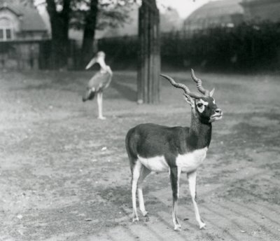 A male Blackbuck or Indian Antelope standing in a paddock at London Zoo, October 1926 by Frederick William Bond