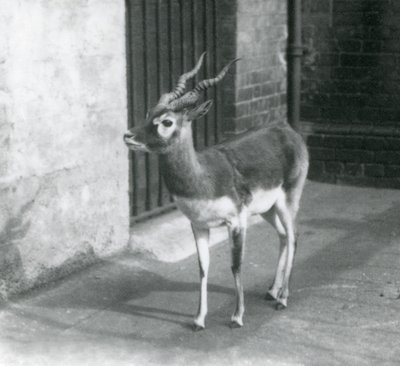 A male Blackbuck standing in its enclosure at London Zoo in June 1925 by Frederick William Bond