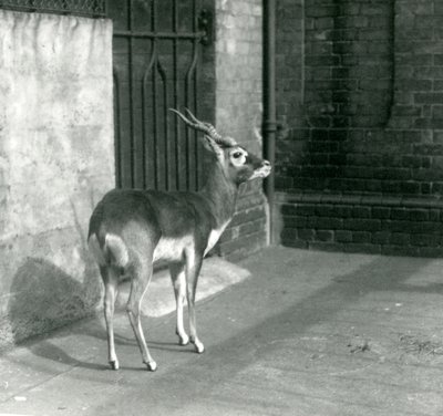 A male Blackbuck standing in its enclosure at London Zoo in June 1925 by Frederick William Bond
