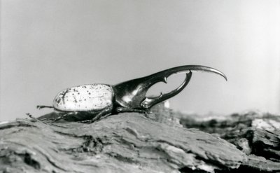 A Male Hercules Beetle Resting on Bark at London Zoo by Frederick William Bond