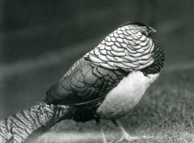 A male Lady Amherst