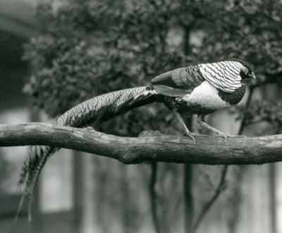 A male Lady Amherst