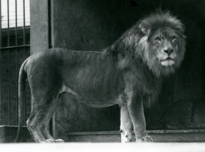 A male Lion at London Zoo, June 1924 by Frederick William Bond