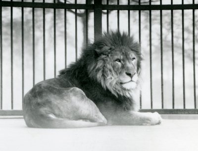 A male Lion resting in his enclosure at London Zoo in March 1925 by Frederick William Bond
