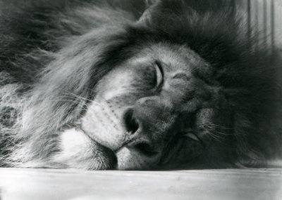 A male Lion sleeping in his enclosure at London Zoo, 1924 by Frederick William Bond