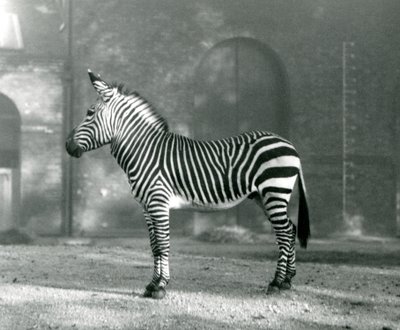 A Male Mountain Zebra x Hartmann