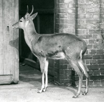 A Male Southern Common Reedbuck or Reitbok Standing by the Door of the Antelope House, London Zoo by Frederick William Bond