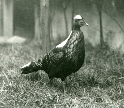 A male Swinhoes Pheasant at London Zoo, September 1923 by Frederick William Bond