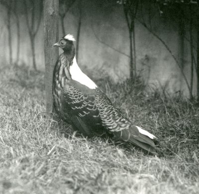 A male Swinhoes Pheasant at London Zoo, September 1923 by Frederick William Bond
