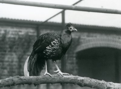 A Male Veillot