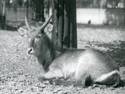 A Male Waterbuck, Kobus Ellipsiprymnus, Sitting in His Enclosure at London Zoo, 1920s by Frederick William Bond