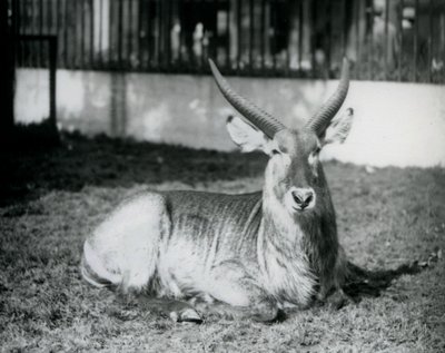 A Male Waterbuck Lying on the Grass in His Paddock at London Zoo in 1928 by Frederick William Bond