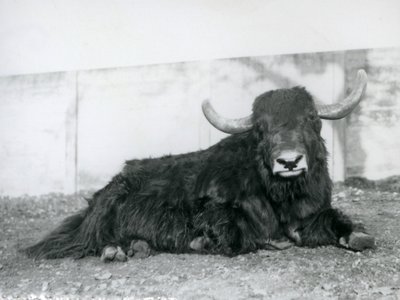 A Male Yak Lying in His Enclosure at London Zoo in 1928 by Frederick William Bond