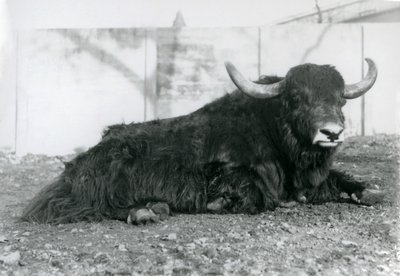 A male Yak lying in his enclosure at London Zoo in August 1928 by Frederick William Bond