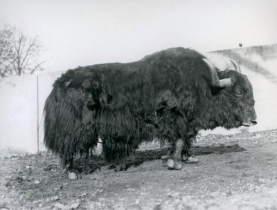 A male yak standing in his paddock at London Zoo in 1928 by Frederick William Bond