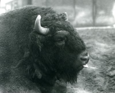 A Male/Bull European Bison, London Zoo, February 1928 by Frederick William Bond